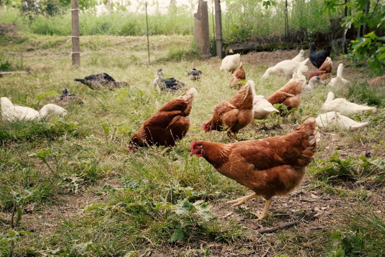 Frühstückspension Le Piume Cupramontana